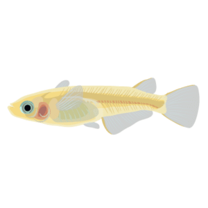 Medaka fish