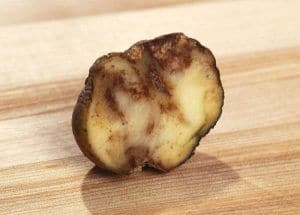 Potato with late blight disease
