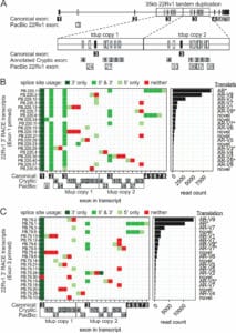 androgen receptor isoform sequencing (truncated)