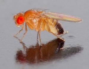 Drosophila_melanogaster1