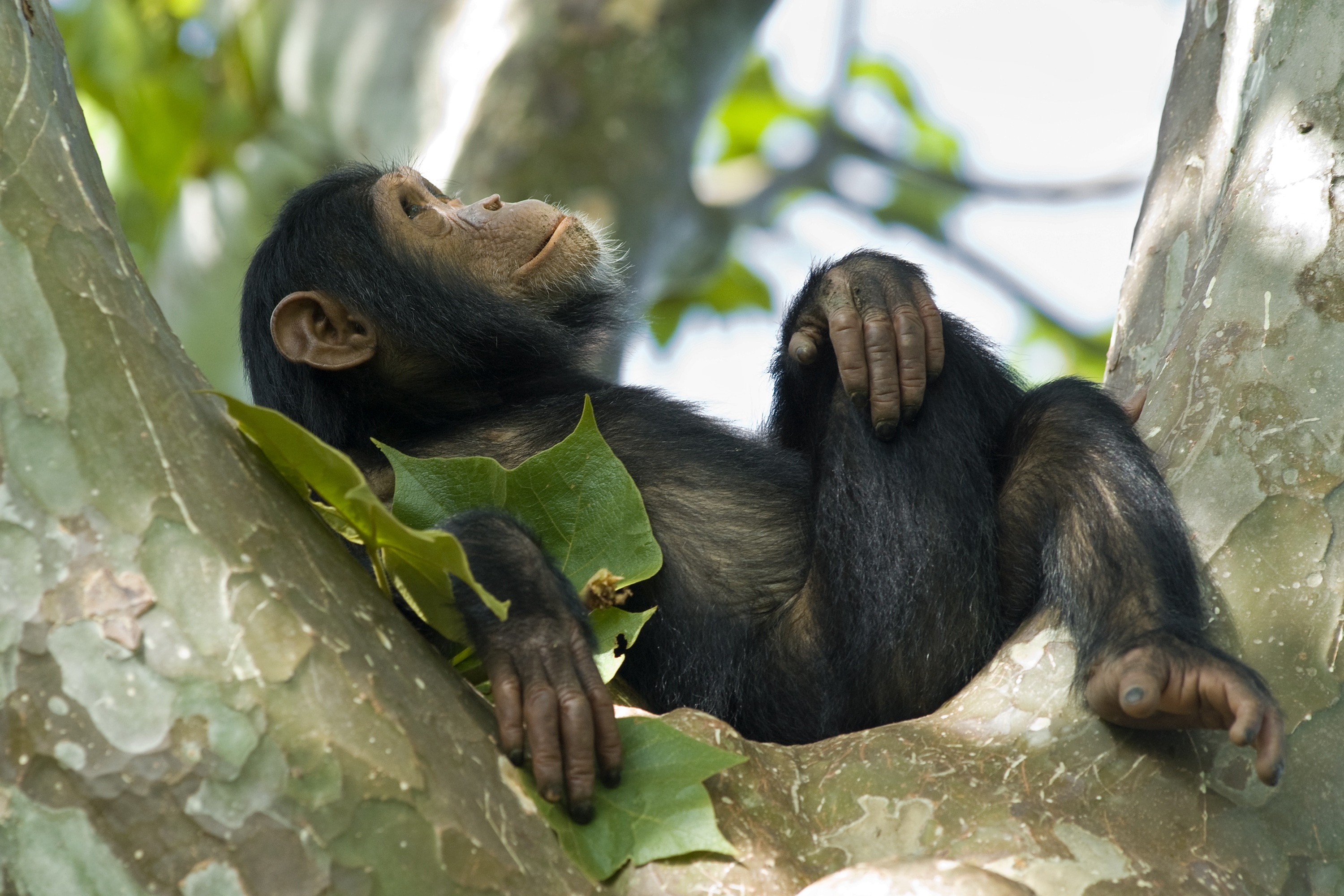 How far we've come part three Animal genomics PacBio