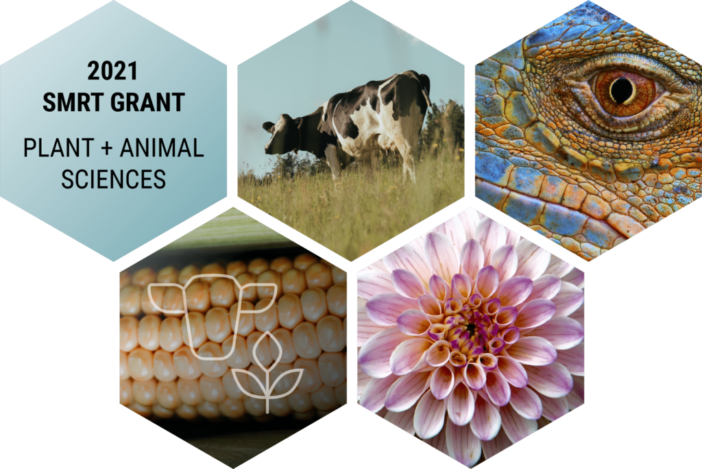 2021 Plant and Animal Sciences SMRT Grant Image