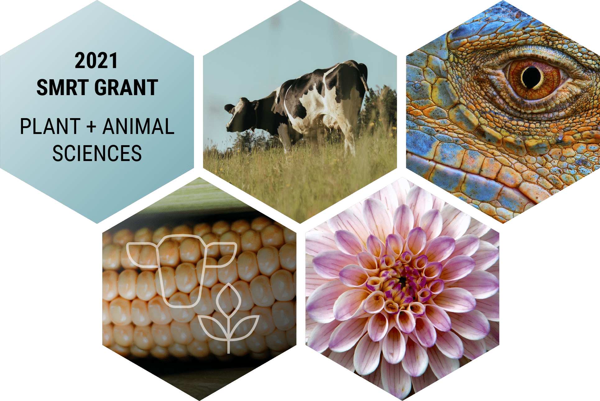 2021 Plant and Animal Sciences SMRT Grant Image