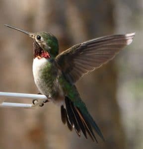 Photo of ruby-throated hummingbird by Michelle Lynn Reynolds