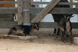 Photo of San Clemente Island goat kids by Cliff, courtesy of Wikimedia Commons