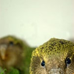 kakapo parrot