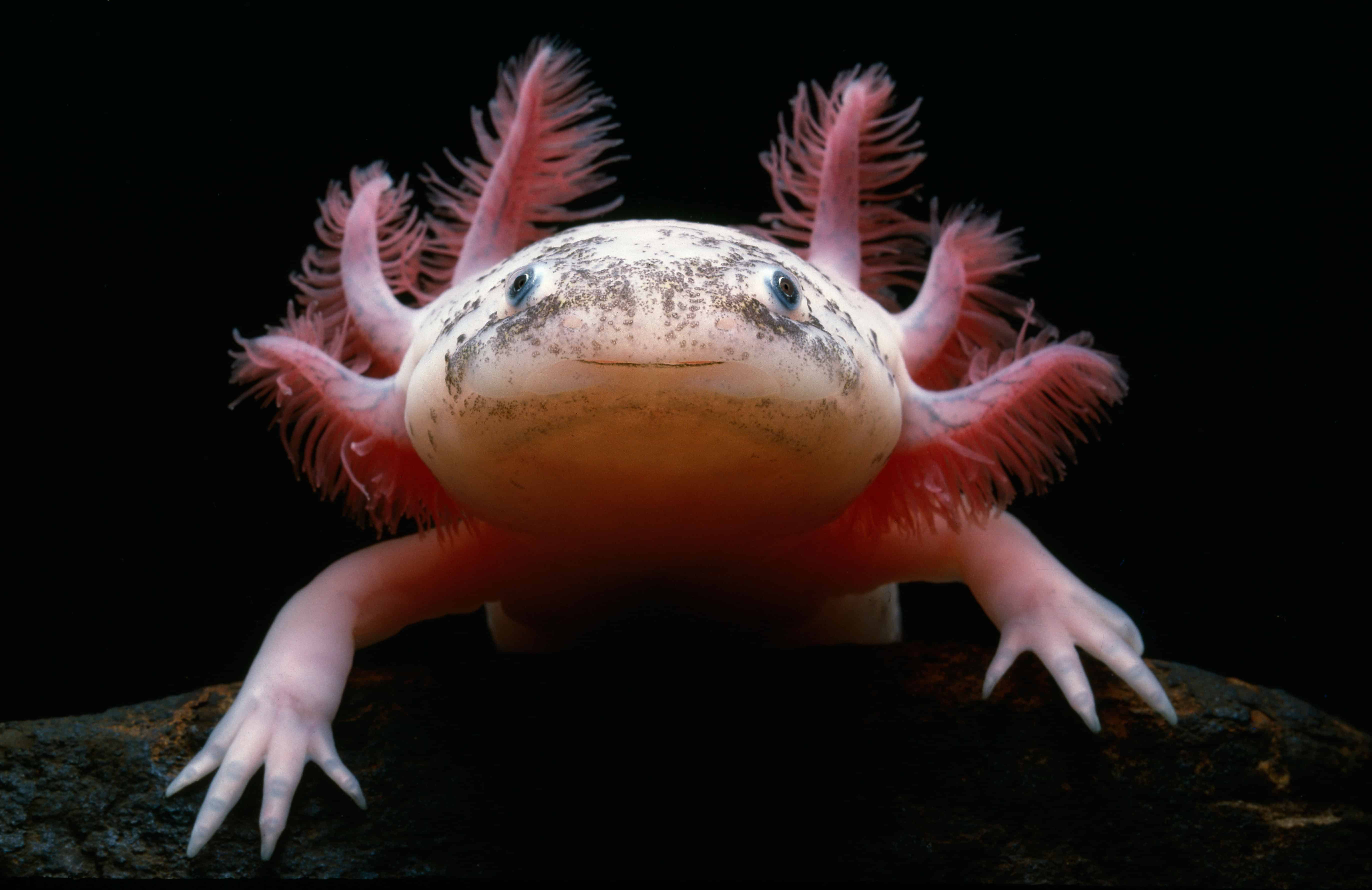 axolotl