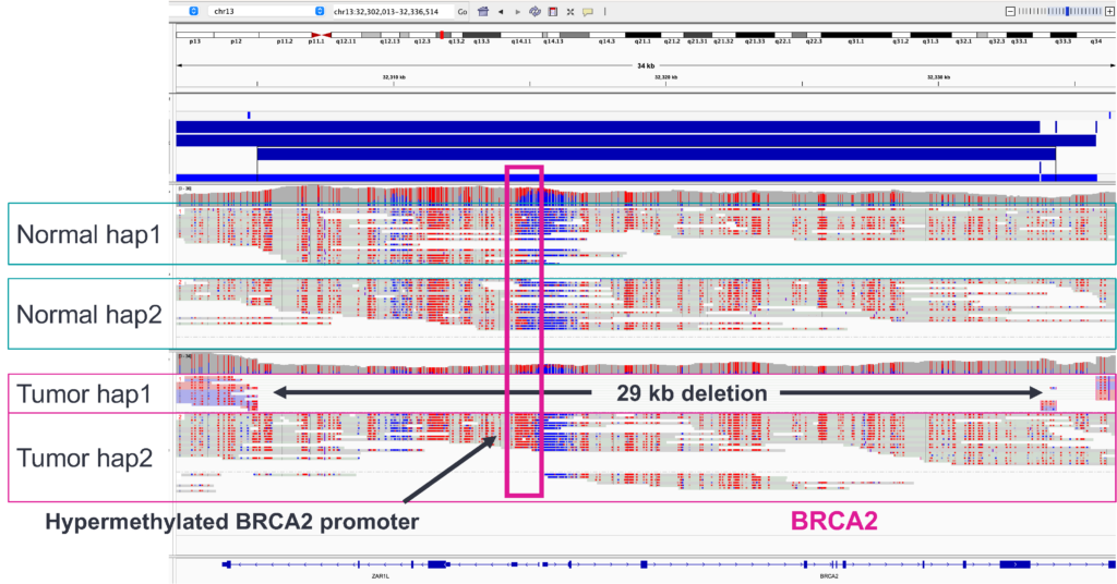 Figure showing BRCA 2 methylation
