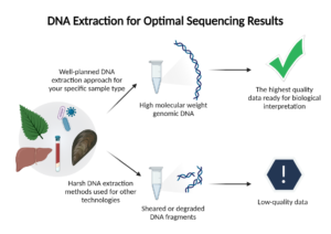 DNA Extraction for Optimal Sequencing Results image - PacBio