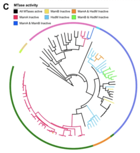 Phylogeny of isolates in this study with branches colored according to the MTase activity profile - PacBio