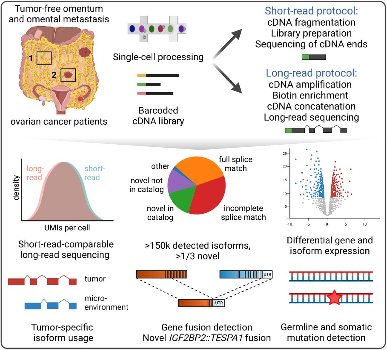 comprehensive long-read isoform analysis platform and sequencing resource for breast cancer