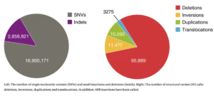 A high-quality de novo assembly of one individual was combined with population-level sequencing of 101 individuals to characterize variation in the Egyptian population. (Wohlers, I et al. 2020)