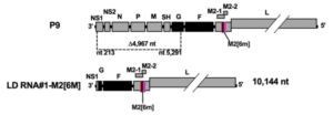 PacBio HiFi reads identified the large deletion LD RNA#1-M2[6M] - PacBio
