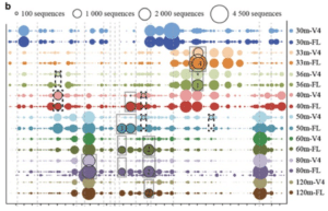 Several dominant microbial genera in Sakinaw Lake could only be resolved via Full Length 16S or were missed by V4 sequencing (gray boxes). Singer, E. et al. (2016)