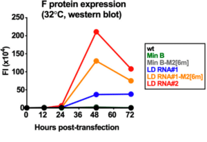 The large deletion (LD) genomes rescue F protein expression compared to the codon-pair deoptimized RSV vaccine candidate (Min B). Le Nouën, et al. (2021) PNAS