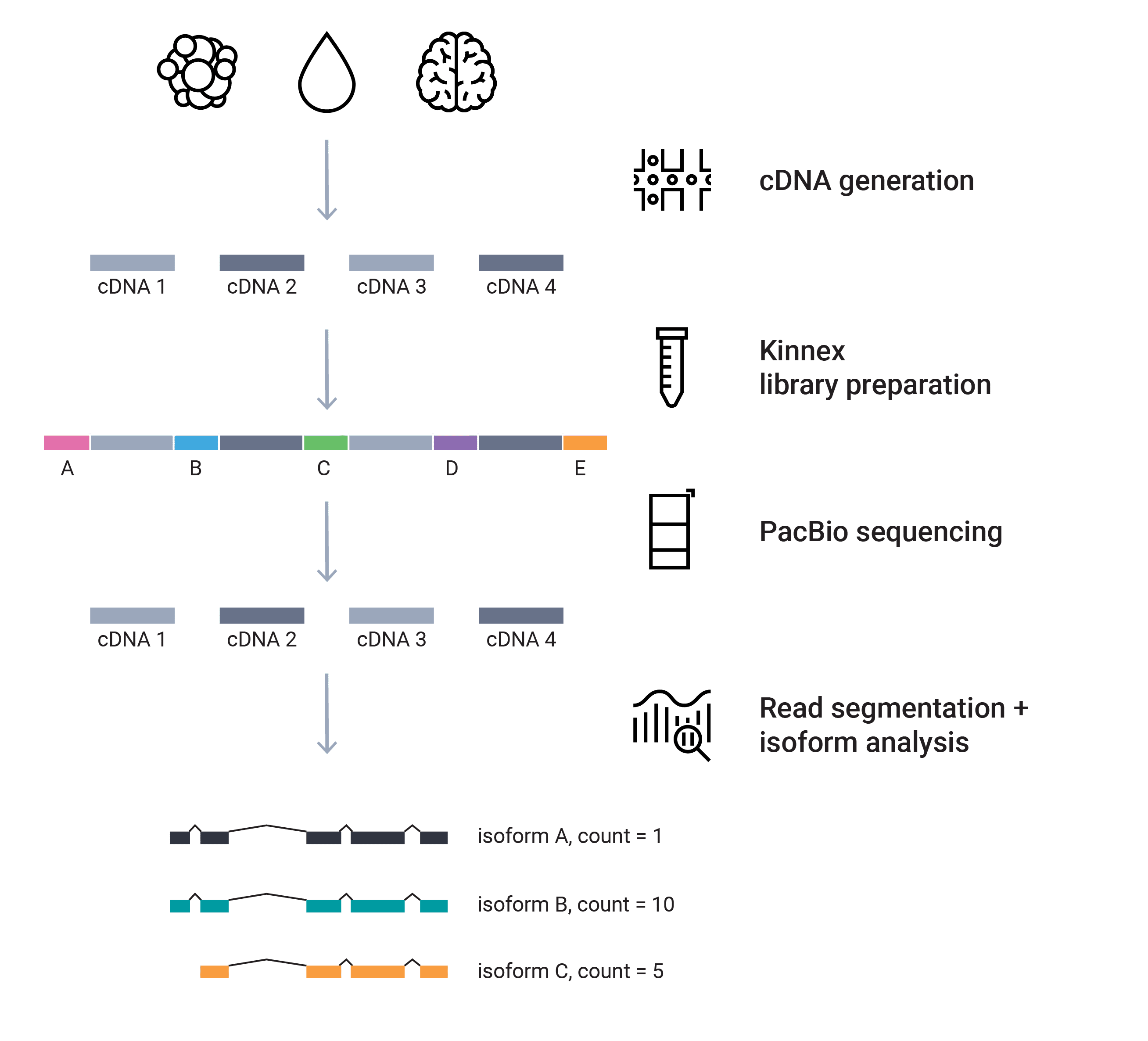 Figure-Kinnex-RNA-overall-workflow