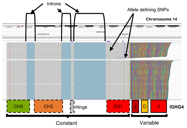 sequencing alignment graph