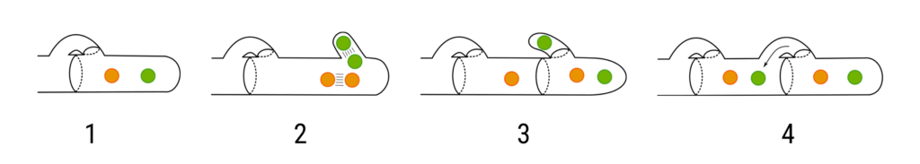 Dikaryon formation in certain fungi