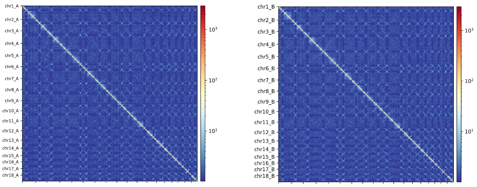 Hi-C contact map