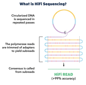 What is HiFi sequencing image - PacBio
