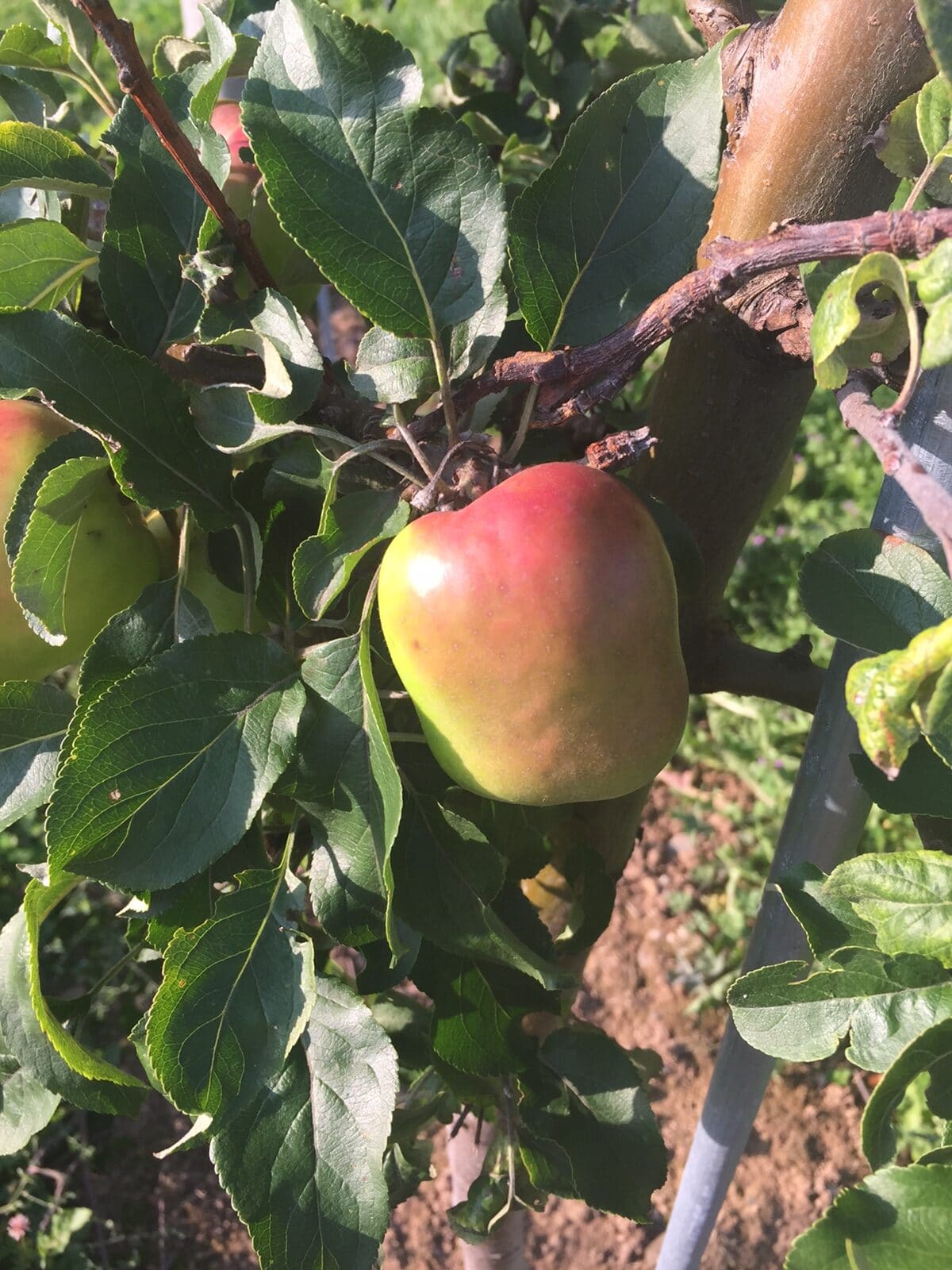 Canada Diversity Lab apple orchard