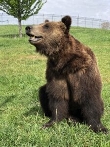 Iso-Seq analysis provides insight into physiology of hibernating bears