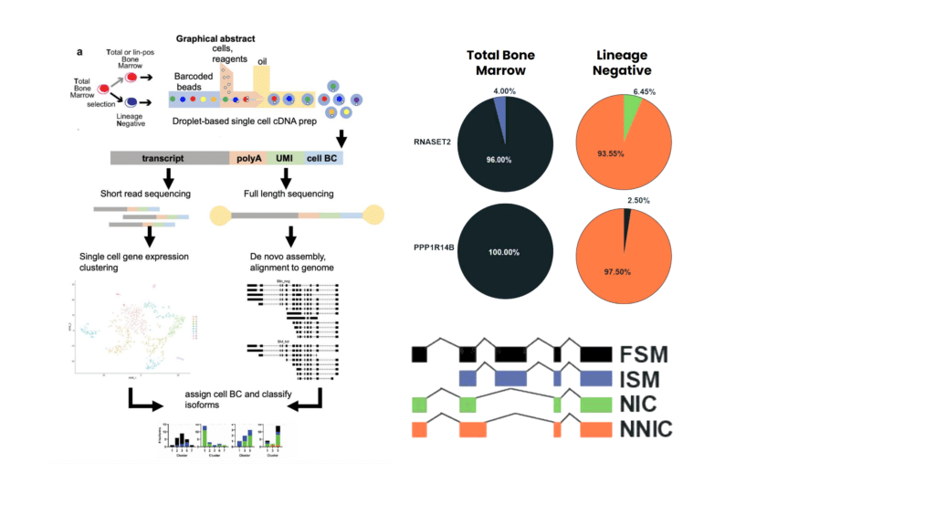 Single-cell Iso-Seq reveals high isoform diversity in lineage-negative subpopulations