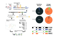 Single-cell Iso-Seq reveals high isoform diversity in lineage-negative subpopulations - PacBio