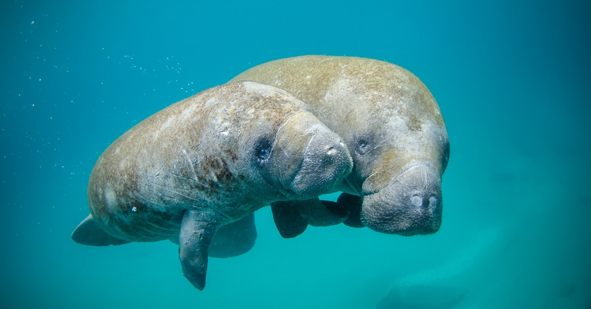 IsoSeq Blog Social Image - Image of two manatees swimming in the ocean