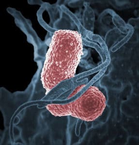 Xanthomonas bacteria