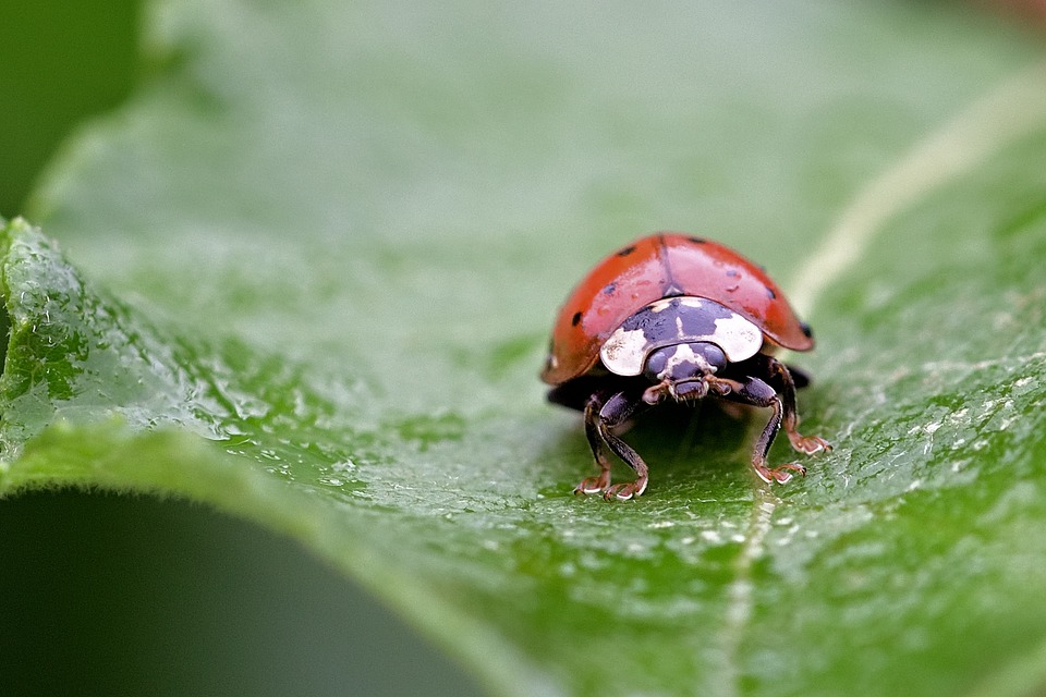 lady bug