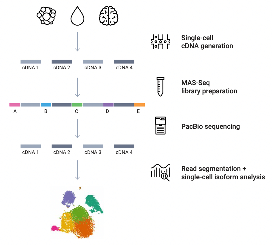 MAS-SEQ-single-cell-isoform-sequencing-workflow-image-Figure-2