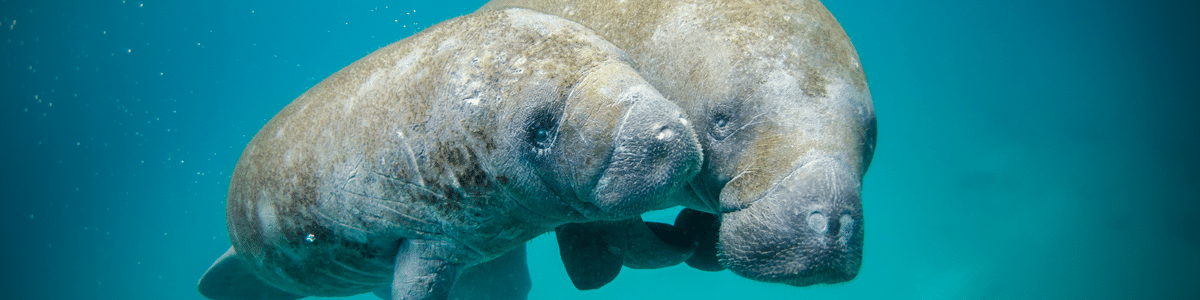 Manatee picture for IsoSeq method blog