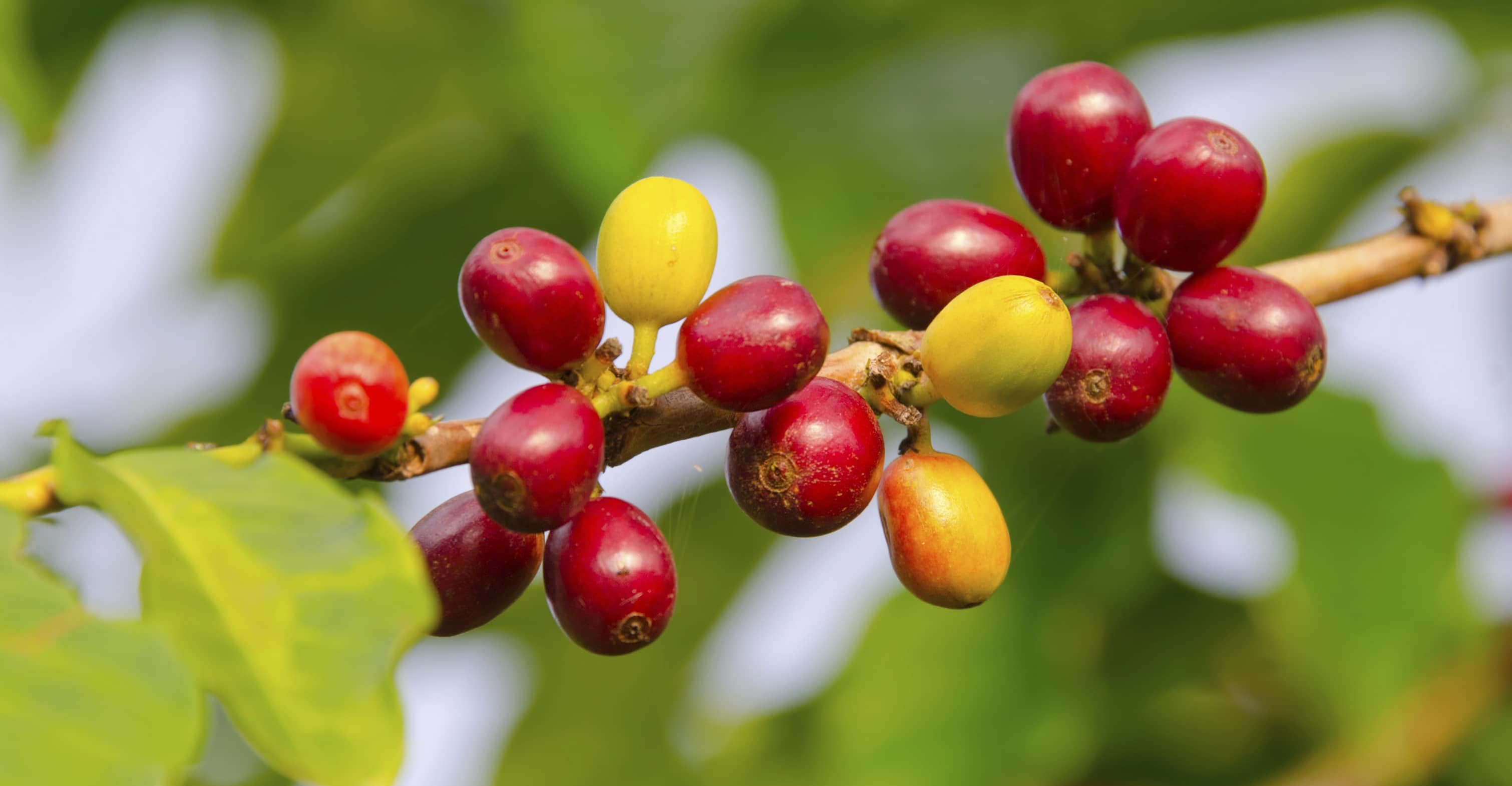 coffee tree with red fruit