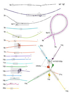 Nurk_2021_biorxiv_The complete sequence of a human genome_Figure 2a