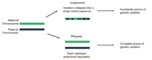 Phasing to seperate material and paternal haplotypes - PacBio