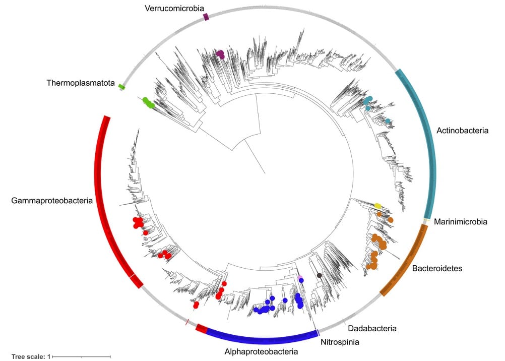 Phylogenic diversity MAGs from Fram Strat