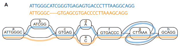 Pangenome variation