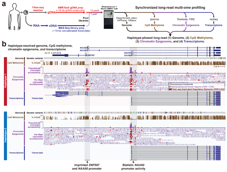 Figure 1 of Vollger et al.: Synchronized long-read genome, methylome, epigenome and transcriptome sequencing. a, Schematic describing the experimental and computational workflow for synchronized multiome profiling. Specifically, cells are subjected to a Fiber-seq reaction followed by genomic DNA extraction and SMRTbell library preparation, and in parallel cells are subjected to an RNA extraction followed by complementary DNA (cDNA) synthesis and MAS-Seq library preparation. The two libraries are then mixed together and sequenced simultaneously using a single sequencing run, enabling the simultaneous detection of the genome, CpG methylome, chromatin epigenome, and transcriptome from the sample. b, Example genomic region showing the haplotype-resolved genome, CpG methylome, chromatin epigenome, and transcriptome from GM12878 cells at a known imprinted locus.