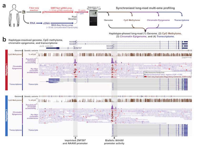 Figure 1 of Vollger et al.: Synchronized long-read genome, methylome, epigenome and transcriptome sequencing. a, Schematic describing the experimental and computational workflow for synchronized multiome profiling. Specifically, cells are subjected to a Fiber-seq reaction followed by genomic DNA extraction and SMRTbell library preparation, and in parallel cells are subjected to an RNA extraction followed by complementary DNA (cDNA) synthesis and MAS-Seq library preparation. The two libraries are then mixed together and sequenced simultaneously using a single sequencing run, enabling the simultaneous detection of the genome, CpG methylome, chromatin epigenome, and transcriptome from the sample. b, Example genomic region showing the haplotype-resolved genome, CpG methylome, chromatin epigenome, and transcriptome from GM12878 cells at a known imprinted locus.