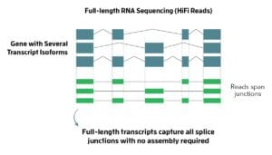 RNA Sequencing HiFi Reads - PacBio