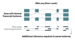 RNA seq Short Reads - PacBio