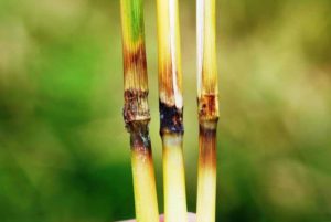 Rice pathogen genome assembly