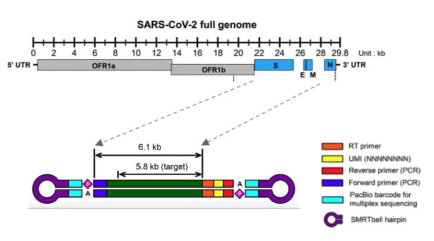 SARS-CoV-2 Assay Design