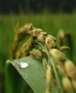 Gapless Rice Reference Genome