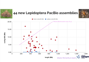 Graph showing 44 new lepidoptera PacBio genome assemblies from the Sanger Institute