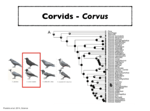 Corvids - Corvus sequencing - PacBio