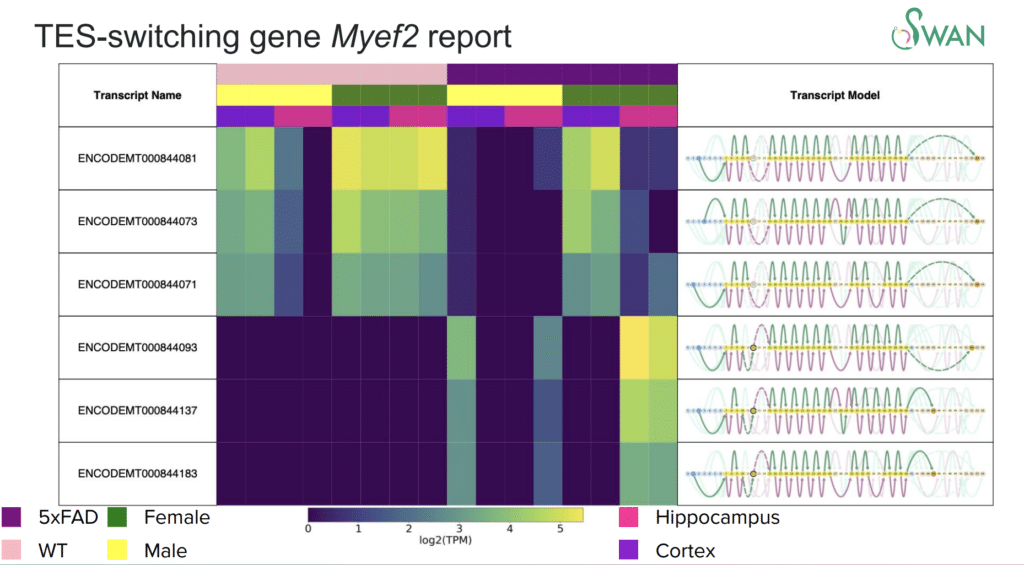 TES-switching gene Myef2 report