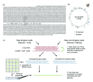 The Bogdanove lab developed a custom workflow for assembling tal-rich Xanthomonas genomes. Image: Booher, N. et al. (2015) Single molecule real-time sequencing of Xanthomonas oryzae genomes reveals a dynamic structure and complex TAL (transcription activator-like) effector gene relationships. Microbial Genomics
