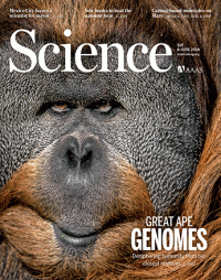 Great ape genomes are improved using PacBio sequencing